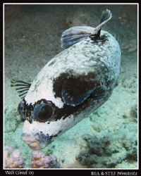 Arothron diadematus. Canon G10 & Inon D2000. by Bea & Stef Primatesta 